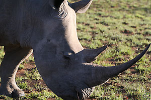 White Rhino close May 2007