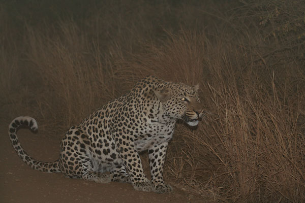 Leopard on the way out, next to Sable Dam