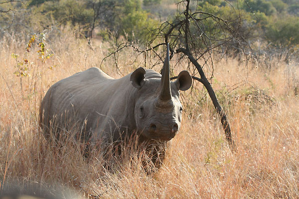 Black rhino 3 m from us