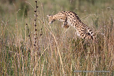 Serval in Pilanesberg just before pouncing on a mouse.