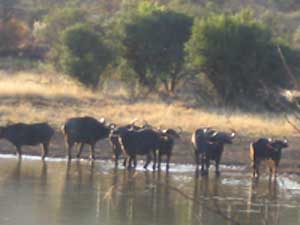 12 buffalo at Ratlogo in Pilanesberg Aug 2004