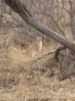 Caracal, Pilanesberg 2005, 8m from us for 15 minutes. It is extremely rare to see & an absolute highlight for anyone