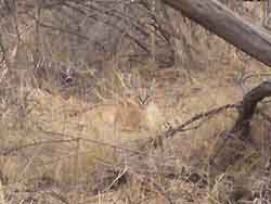 Caracal in broad daylight - the absolute best spot by a client ever!