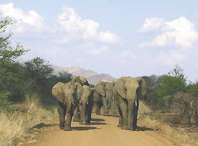15 oct 2004, 30 pilanesberg elephants alone for an hour, highly unusual!